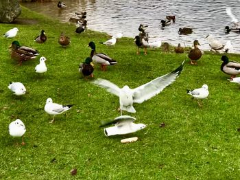 High angle view of birds swimming in lake