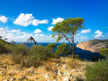 Trees on landscape against sky