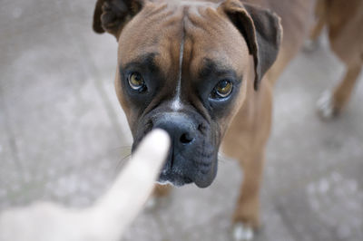 Portrait of a dog