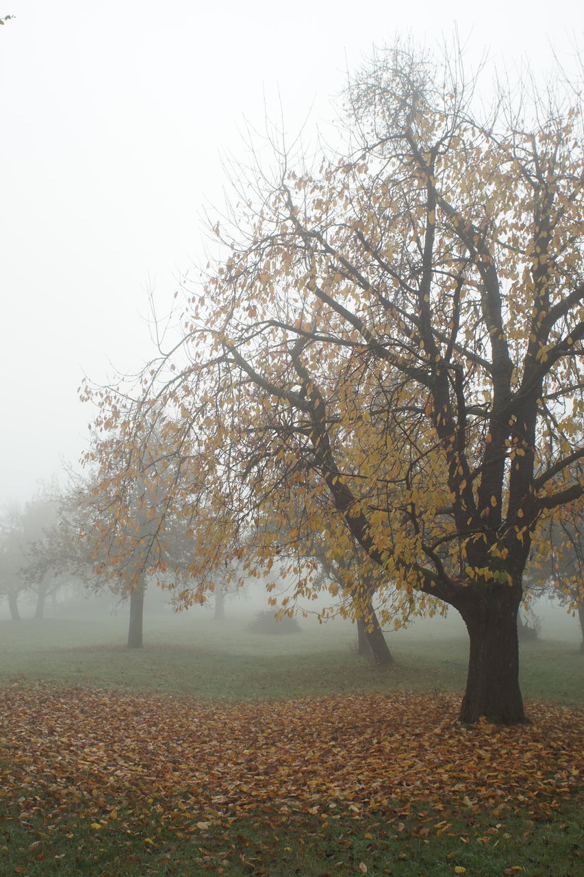 TREES IN FIELD DURING AUTUMN