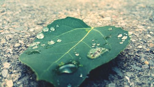 Close-up of leaves on water