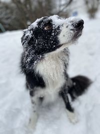 Dog on snow covered field
