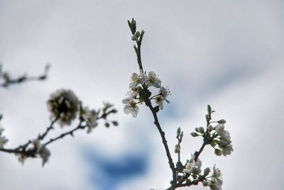 Low angle view of flowering plant against sky