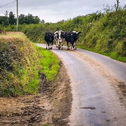 Road in field