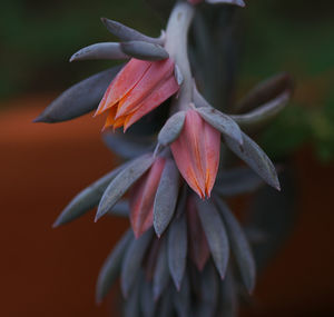 Close-up of orange flowering plant