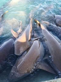 High angle view of fish swimming in sea