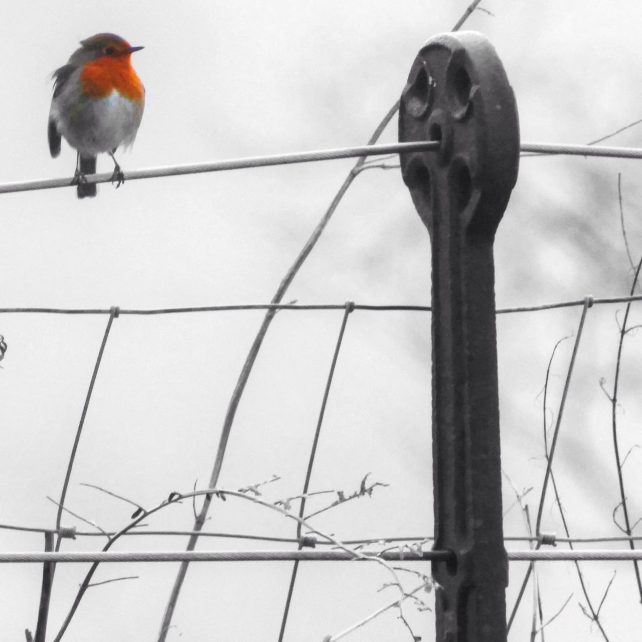 LOW ANGLE VIEW OF BIRDS PERCHING ON METAL