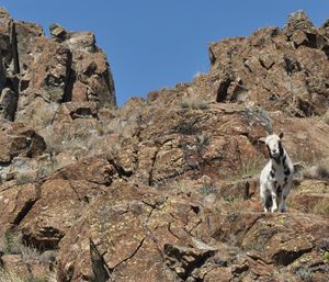 Sheep on rock against clear sky