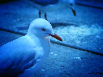 View of birds in flight