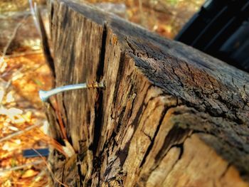 Close-up of tree trunk