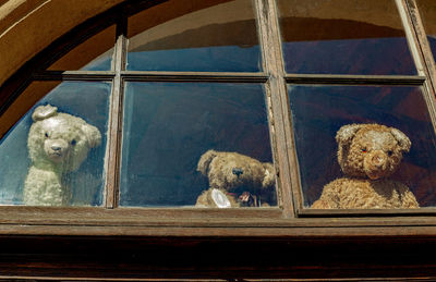 View of dog looking through glass window