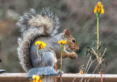 Close-up of squirrel