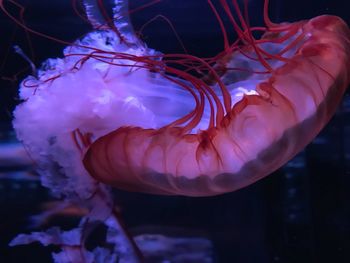 Close-up of jellyfish in sea