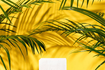 Minimal modern product display on yellow background with fresh palm leaves and shadows