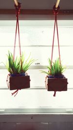 Close-up of potted plant on table