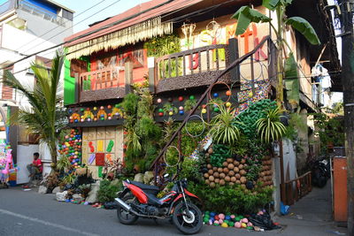 Potted plants on street amidst buildings in city