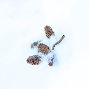 Close-up of snow