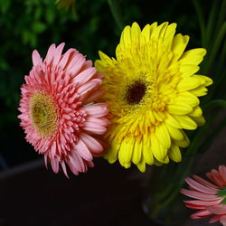 Close-up of yellow flowers blooming outdoors