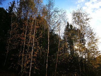 Low angle view of trees in forest against sky