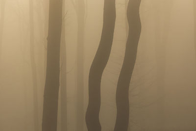 Silhouette tree trunks during foggy weather