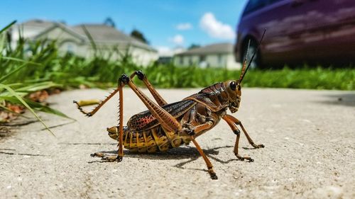 Close-up of grasshopper