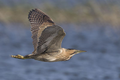 Close-up of bird flying against the sky