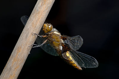 Close-up of insect on twig