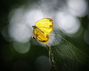 Close-up of butterfly pollinating on yellow flower