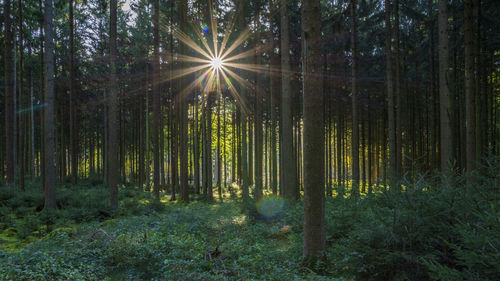 Sunlight streaming through trees in forest