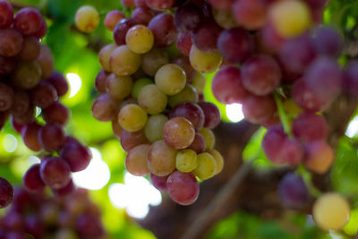 Close-up of grapes growing in vineyard