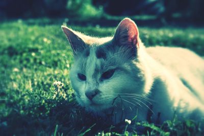 Portrait of cat on grassy field