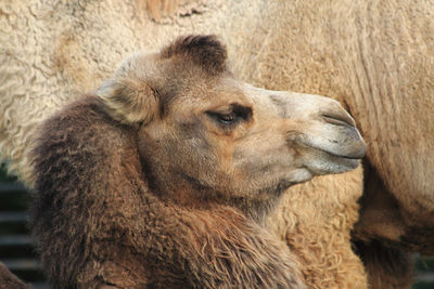 Close-up of a lion