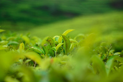 Close-up of fresh green plant in field