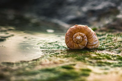 Close-up of snail on leaf