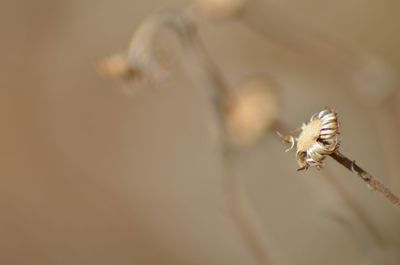 Close-up of spider