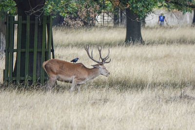 Deer in a field