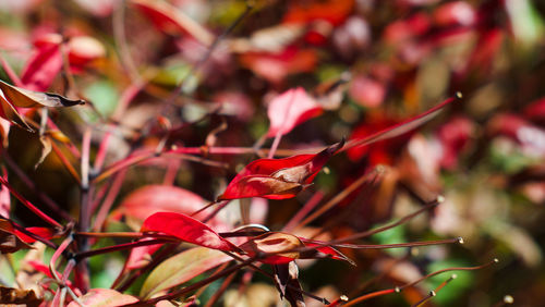 Close-up of red leaves on plant