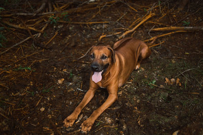 High angle view of dog on field