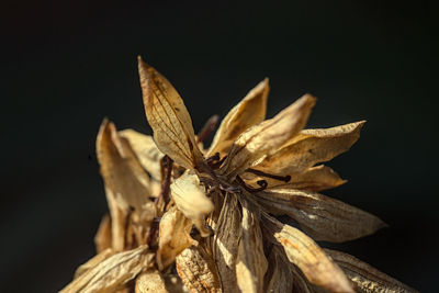 Close-up of wilted plant against black background