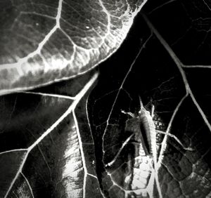 Close-up of lizard on plant