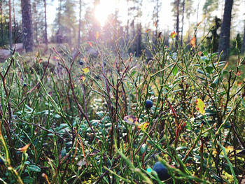View of flowering plants on land