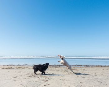 Horse on beach against the sky