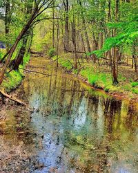 Reflection of trees in lake