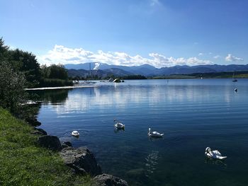 Swans swimming in lake against sky