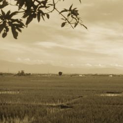 Scenic view of agricultural field against sky