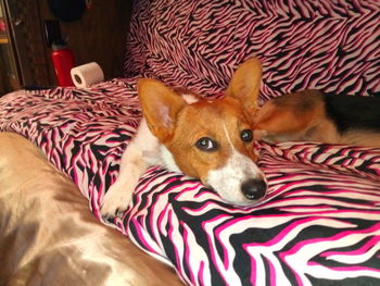 High angle view of a dog resting on bed