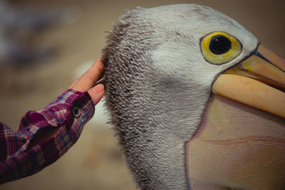 Close-up of hand holding bird