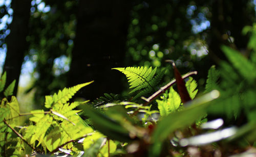 Low angle view of leaves on plant in forest