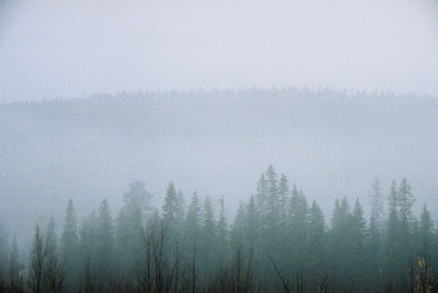Scenic view of foggy forest during winter