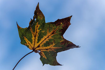 Close-up of dry maple leaf against blue sky